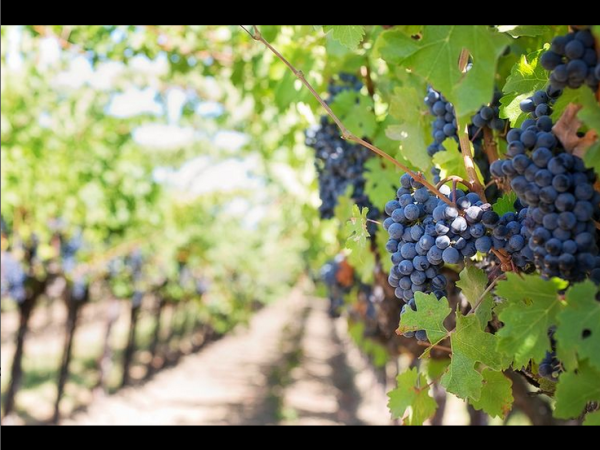 Les déchets alimentaires: la base de nos vêtements du&nbsp;futur